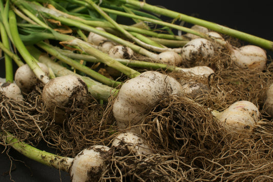 Garlic Companion Plants To Add to Your Garden - Whitwam Organics