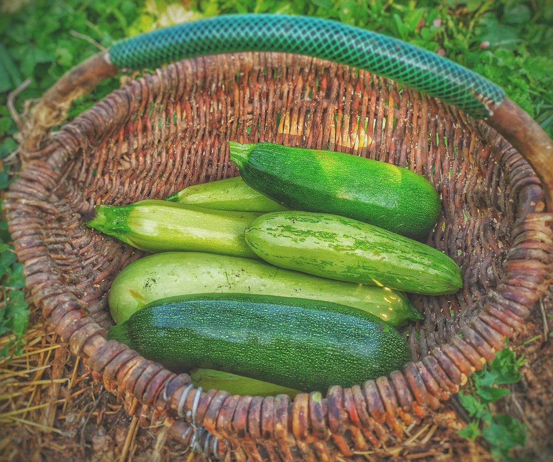 Grow Zucchini & Squash Vertically With These Easy Tips! - Whitwam Organics