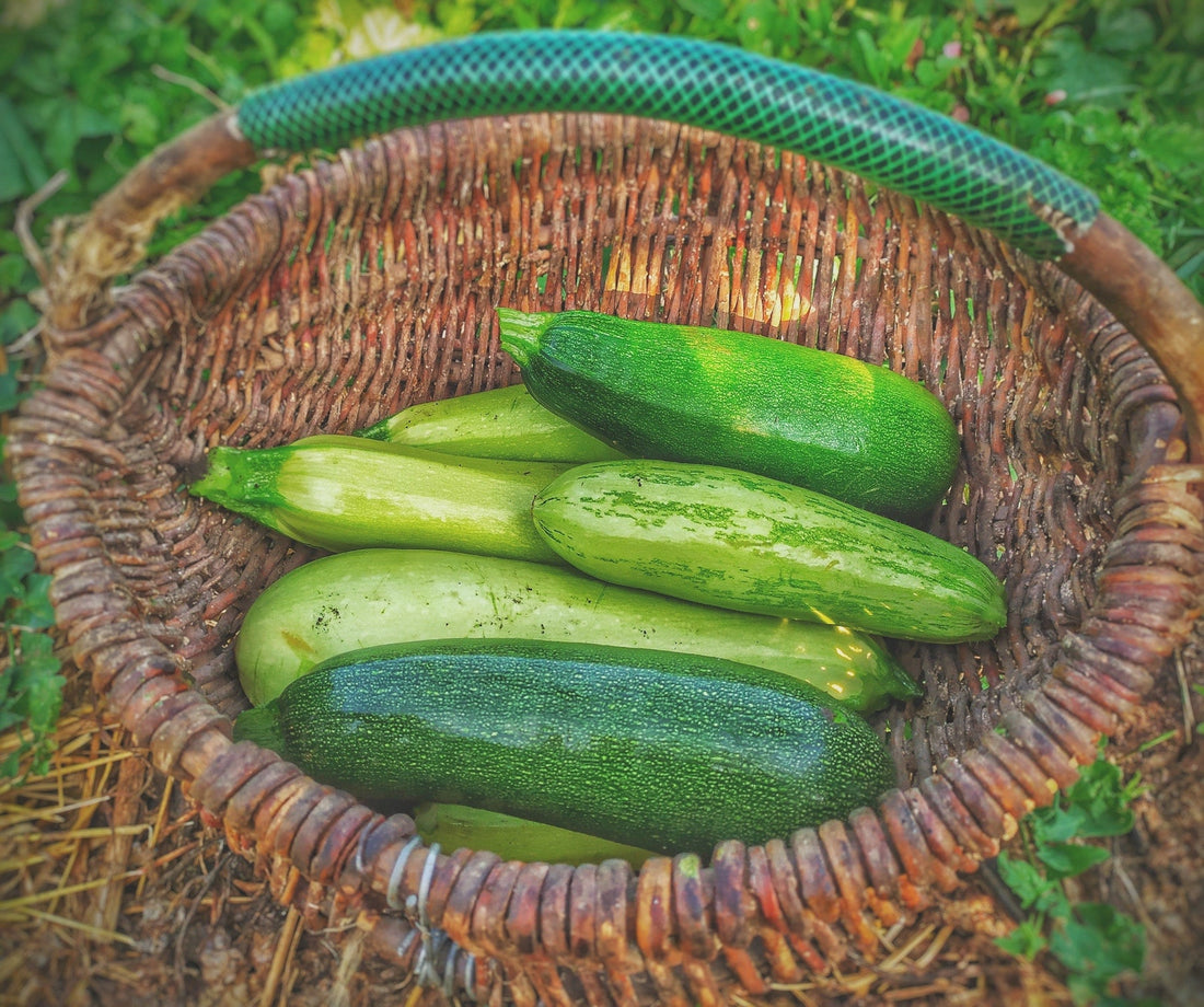 Grow Zucchini & Squash Vertically With These Easy Tips! - Whitwam Organics