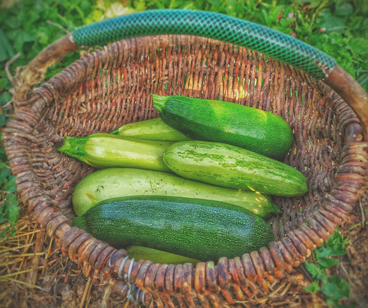 Grow Zucchini & Squash Vertically With These Easy Tips! - Whitwam Organics