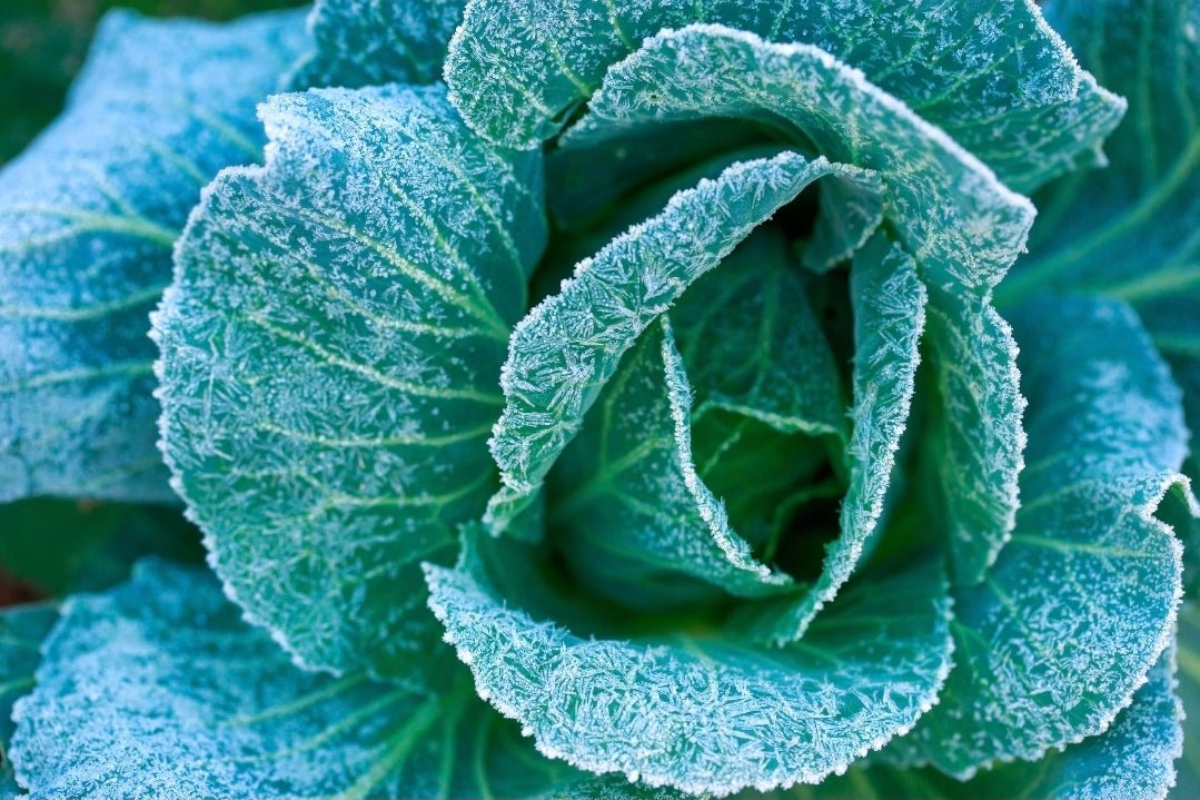 How cold can you go? - Whitwam Organics