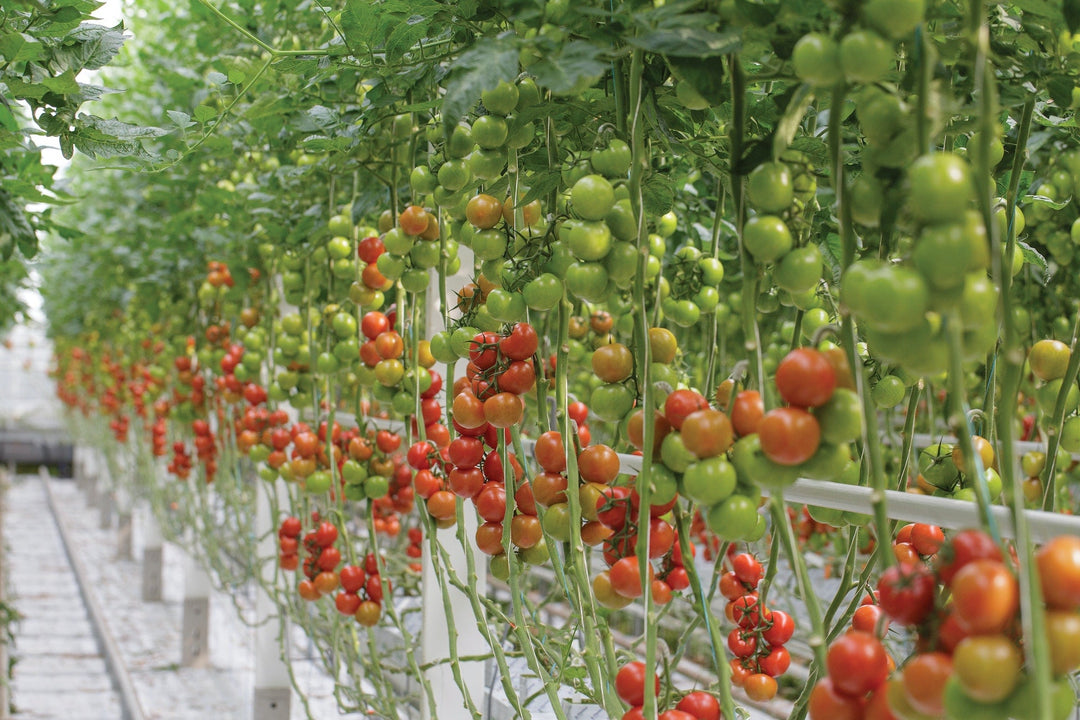How Far Apart To Plant Tomatoes - Whitwam Organics
