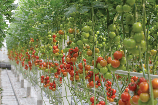 How Far Apart To Plant Tomatoes - Whitwam Organics