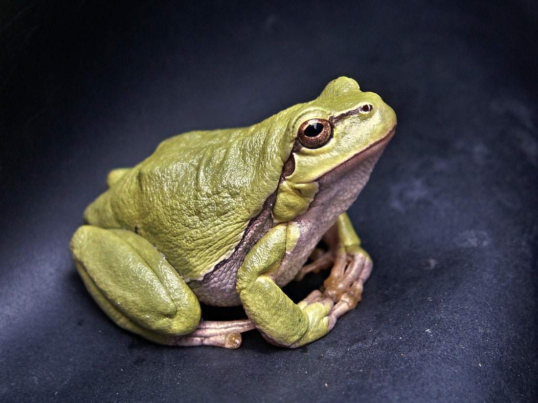 How To Attract Frogs To Your Garden - Whitwam Organics