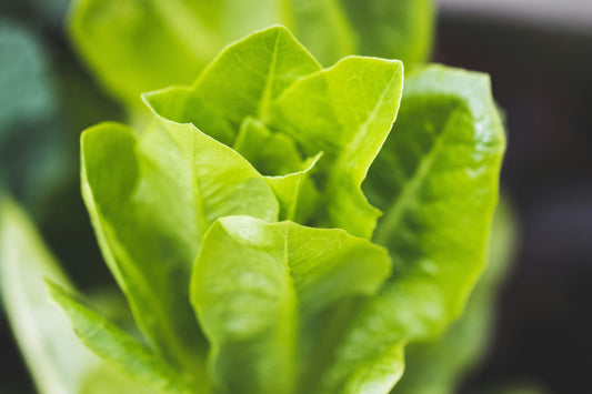 How to Grow Romaine Lettuce in Florida - Whitwam Organics