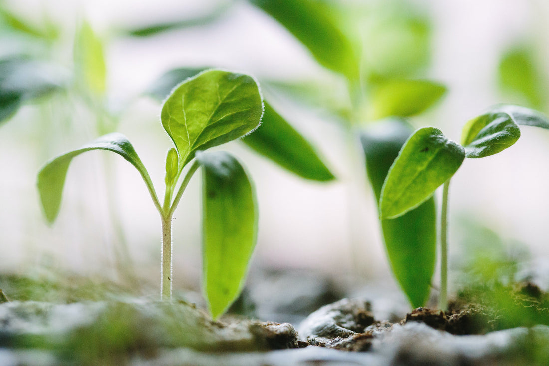 How to Harden Off Seedlings - Whitwam Organics