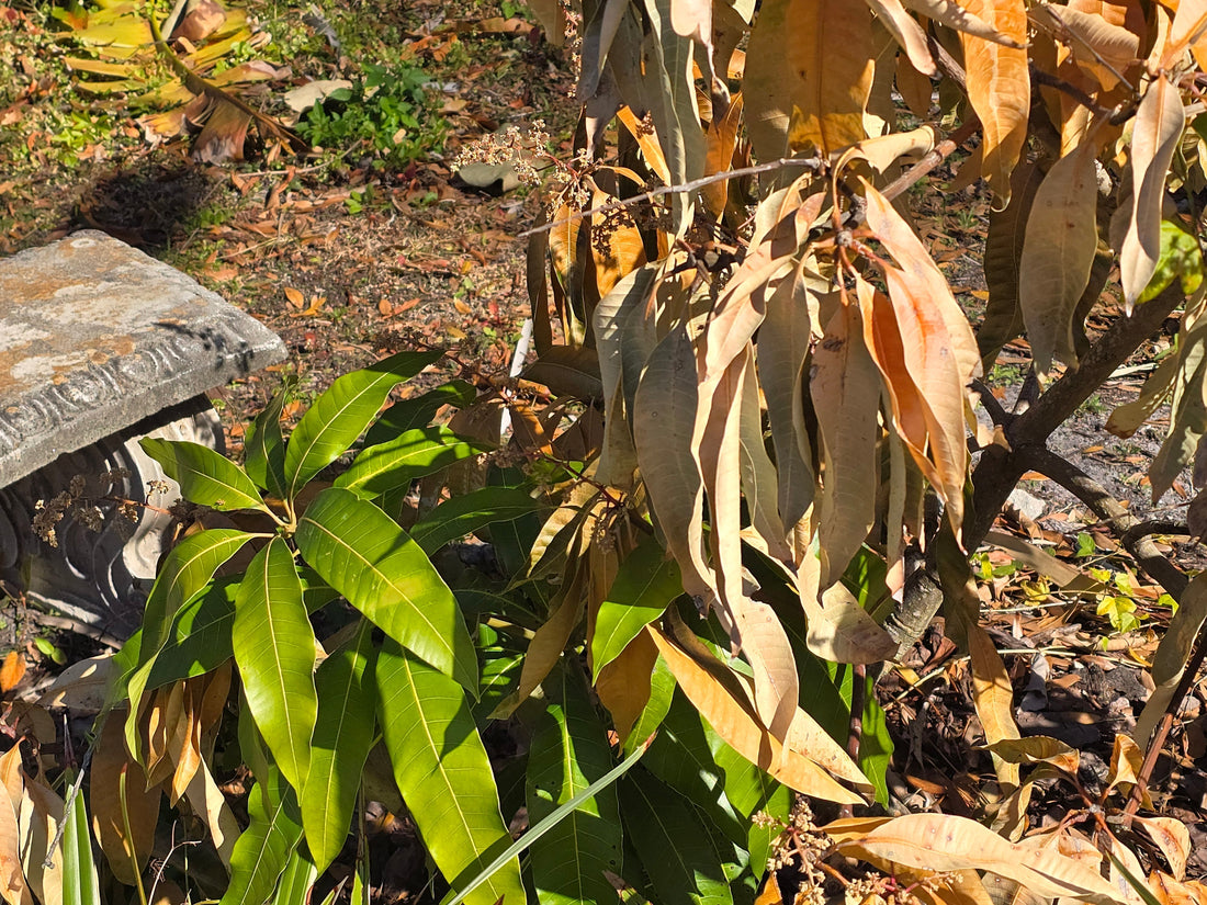 Microclimates and Frost - Whitwam Organics