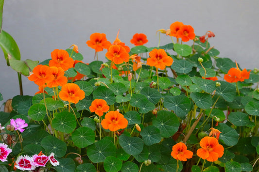 Nasturtium: When To Plant and How To Grow - Whitwam Organics