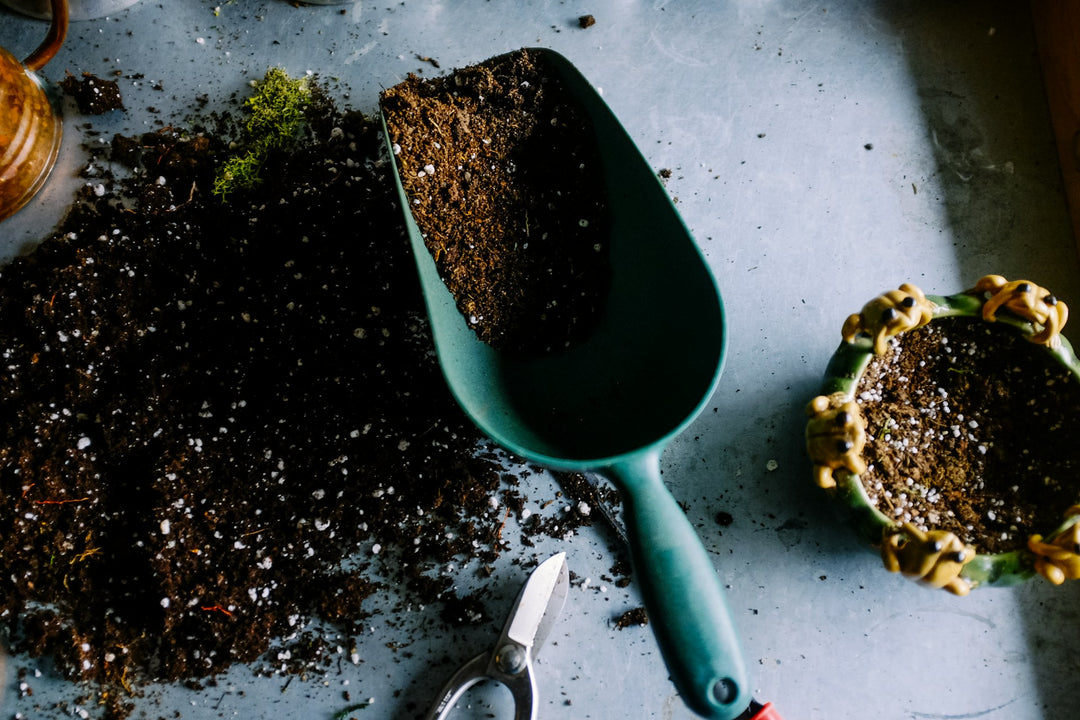 Potting Mix vs Potting Soil: Which One Should You Use?