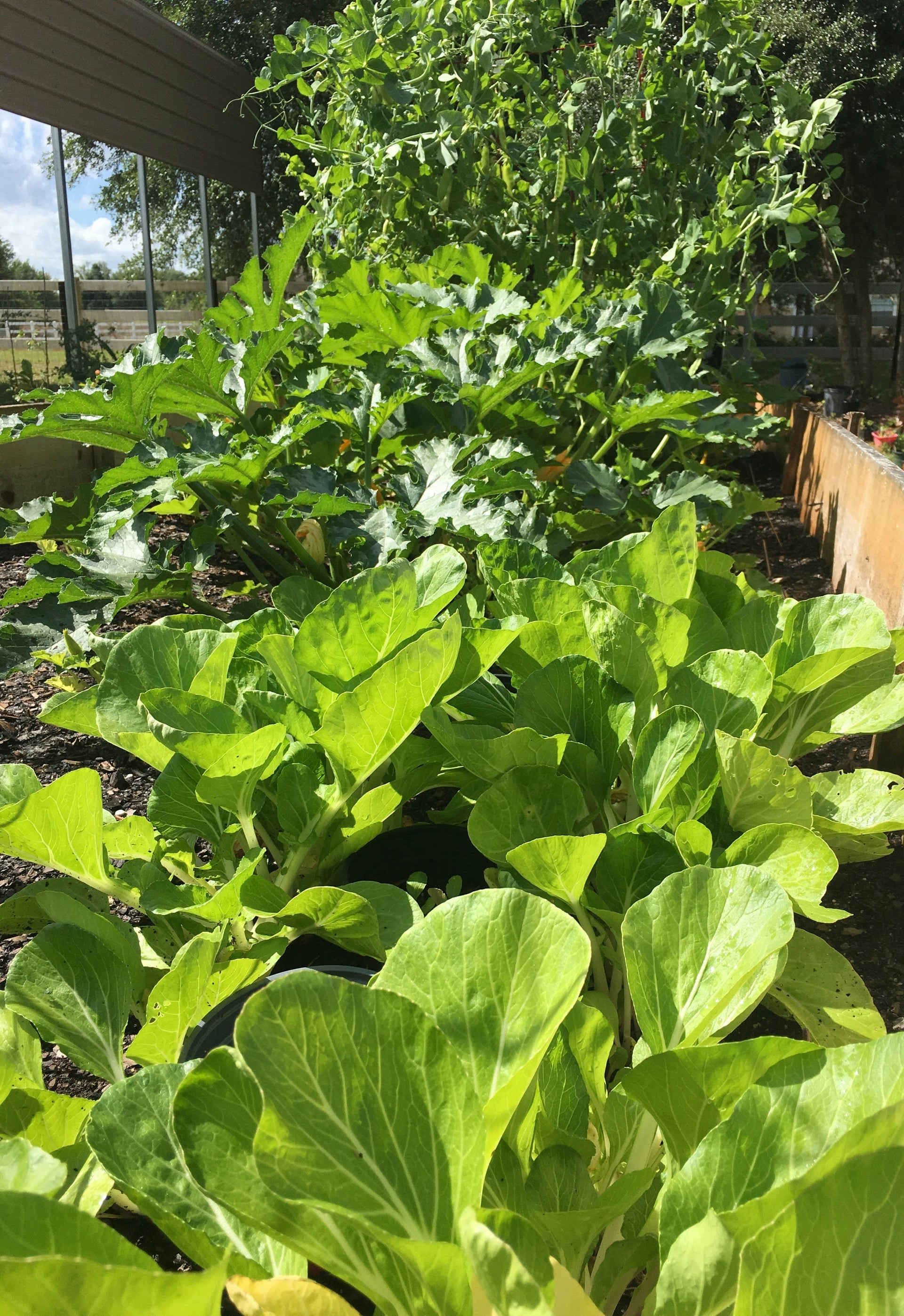 South Florida Planting Guide  Whitwam Organics