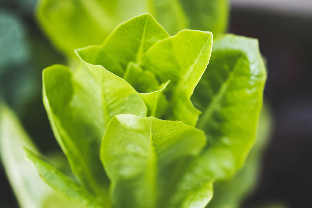 how to grow romaine lettuce in florida