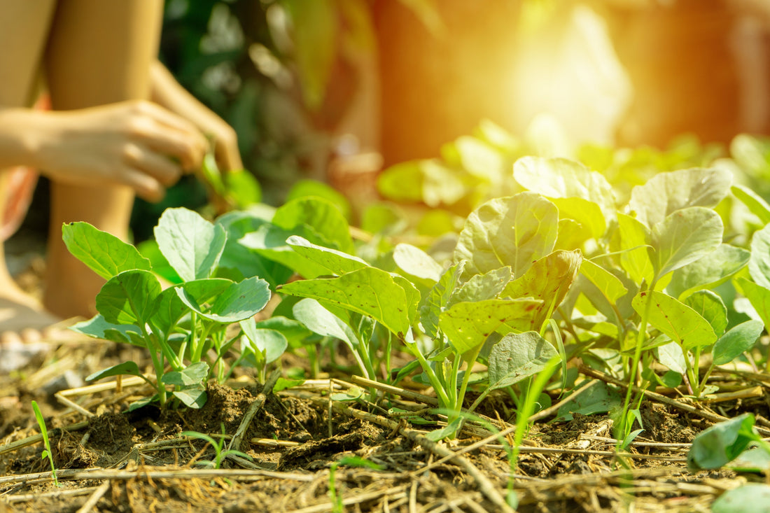 What to Plant in Your Florida Garden This Fall (And Everything Wrong With the UF Monthly Planting Charts) - Whitwam Organics