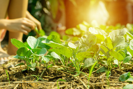 What to Plant in Your Florida Garden This Fall (And Everything Wrong With the UF Monthly Planting Charts) - Whitwam Organics