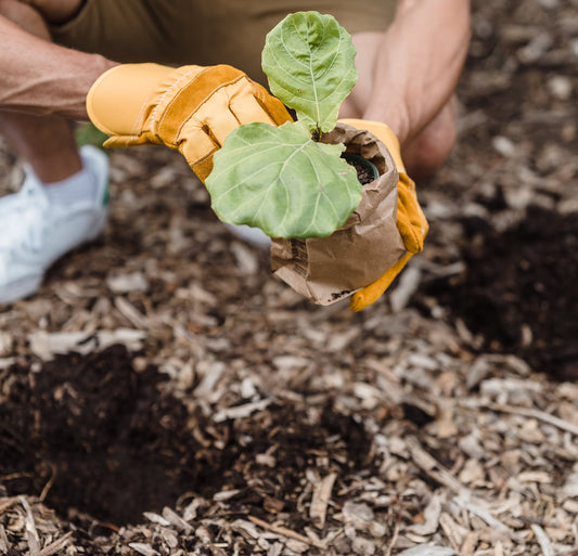 What’s A Dibber? History, Uses, and More! - Whitwam Organics