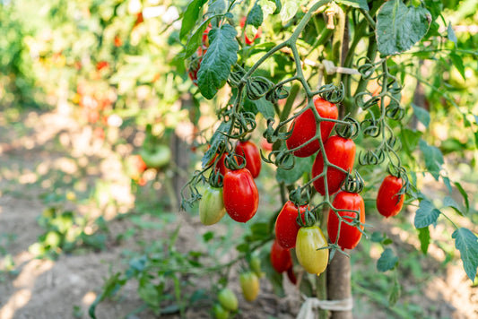 When to Plant Tomatoes in Florida- North, Central, and South Florida Tomato Planting Guide - Whitwam Organics
