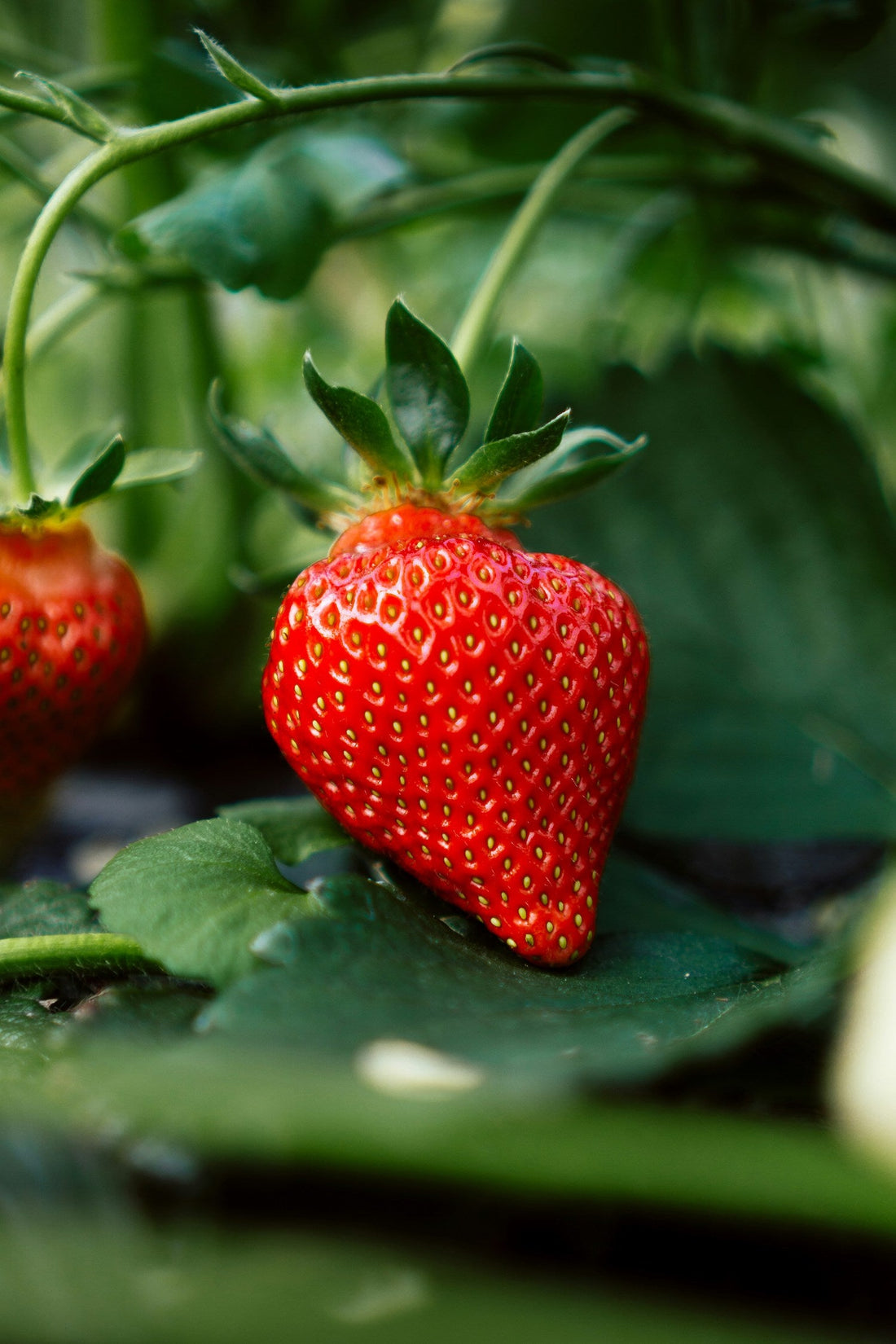 Your Guide to Growing Strawberries in Hanging Planters - Whitwam Organics