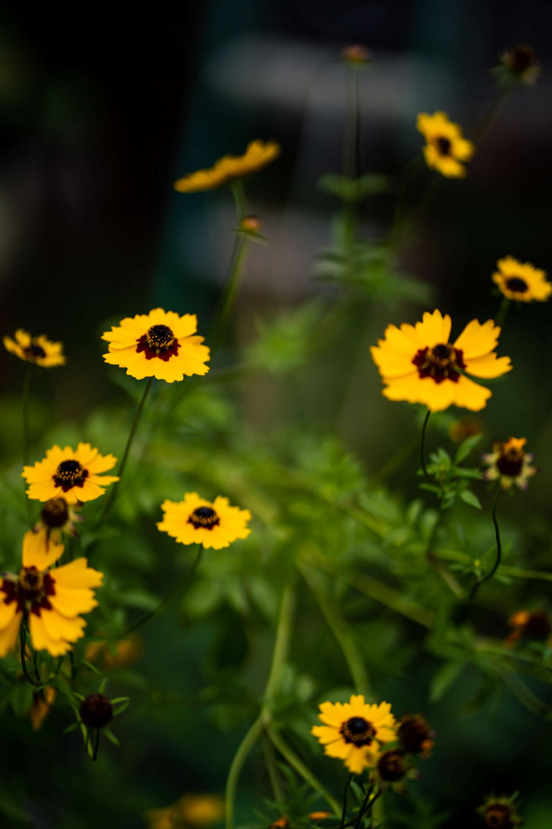 coreopsis tickseed plants and seeds