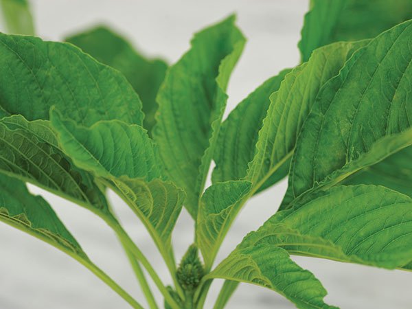 Amaranth - Whitwam Organics