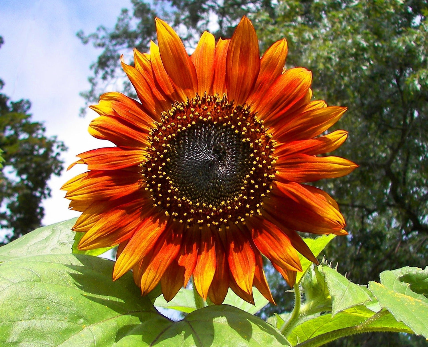 Annual and Perennial Flowers - Whitwam Organics