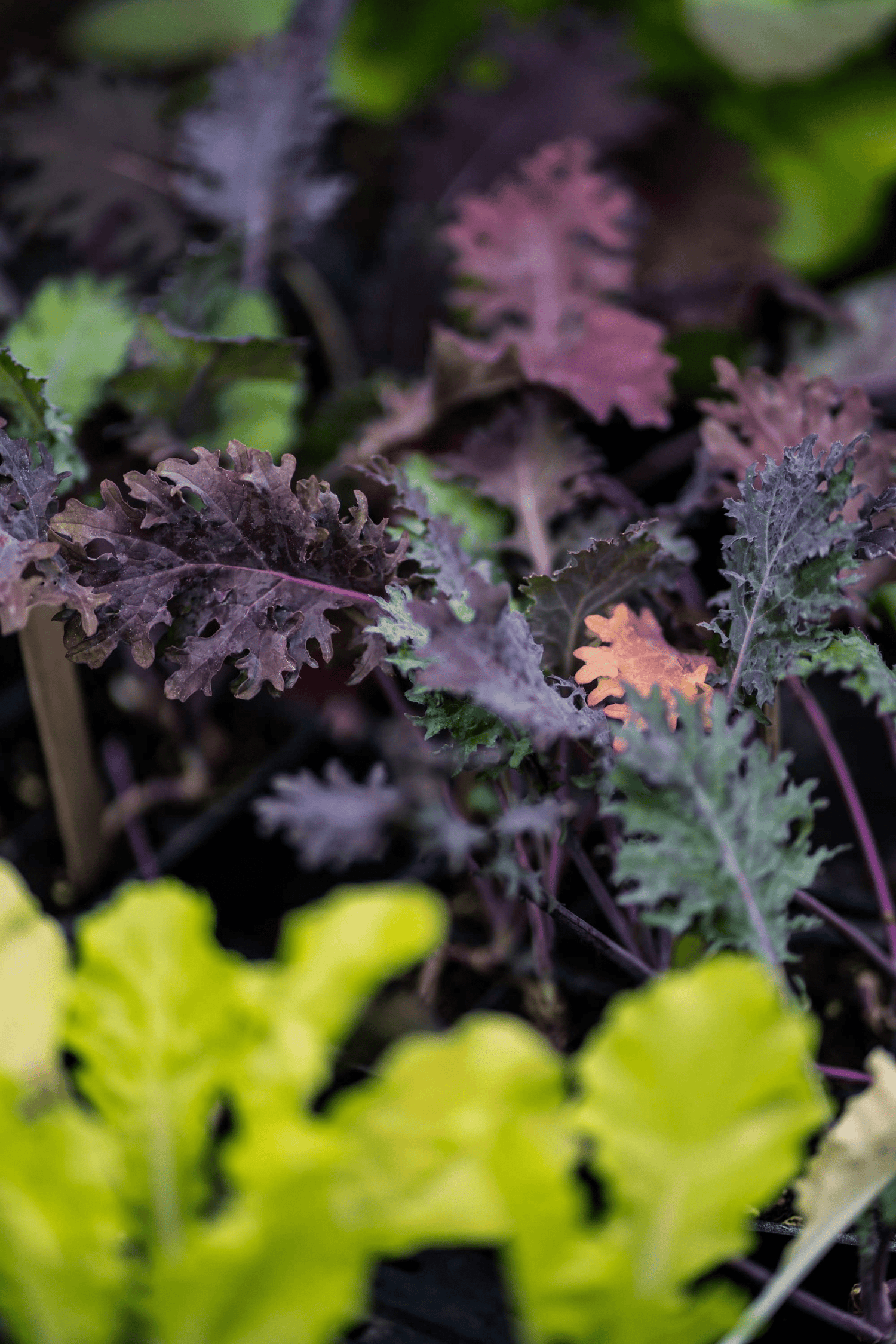 Best Selling Products - Whitwam Organics