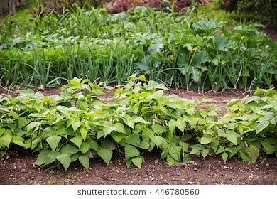 Bush Bean - Whitwam Organics