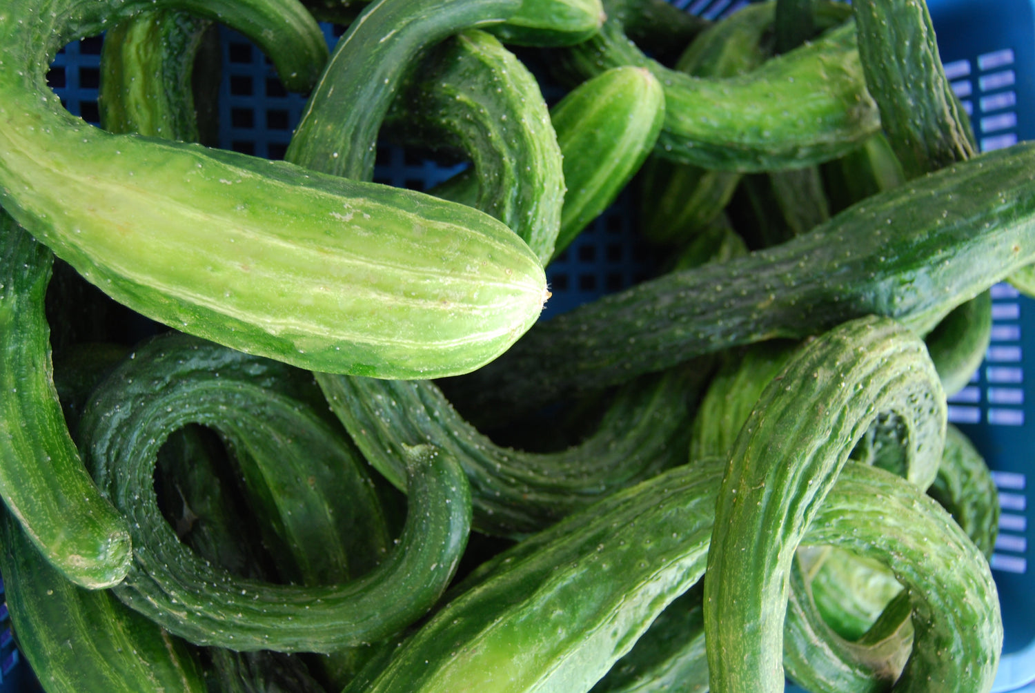 Cucumber - Whitwam Organics