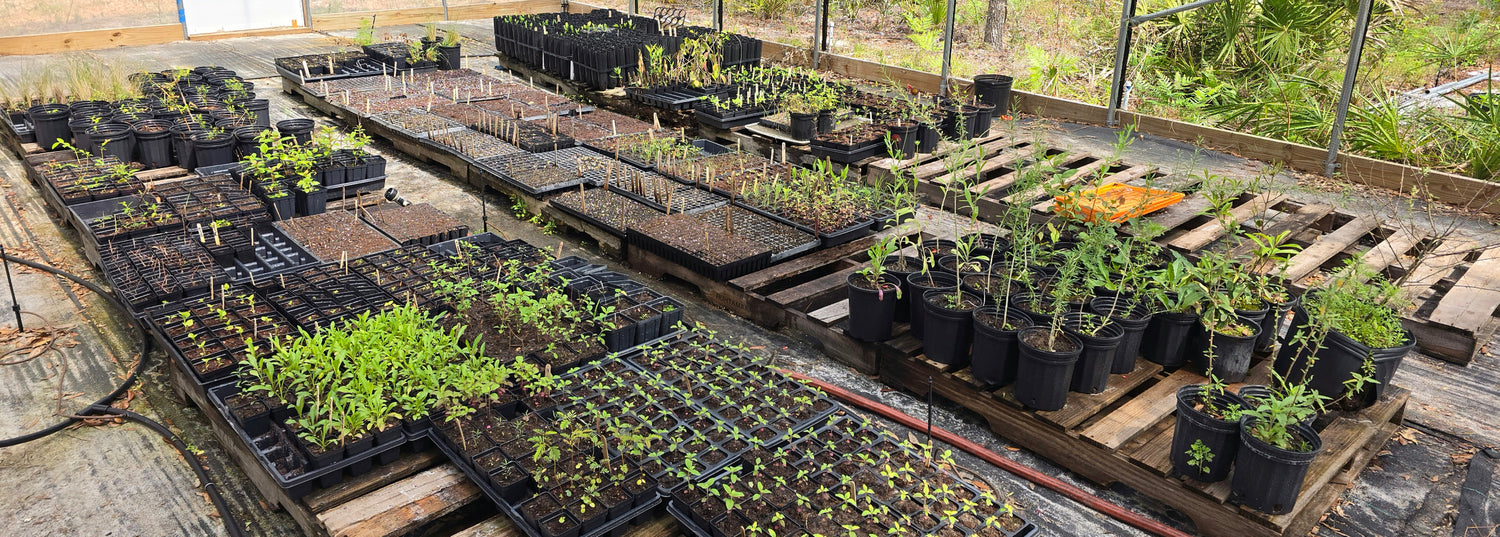 Florida Natives, Florida Heirlooms, and Florida Friendly - Whitwam Organics