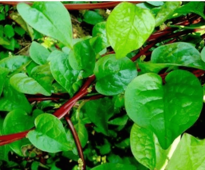 Heat Loving Greens and Things - Whitwam Organics