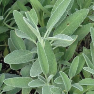 Herbs - Whitwam Organics