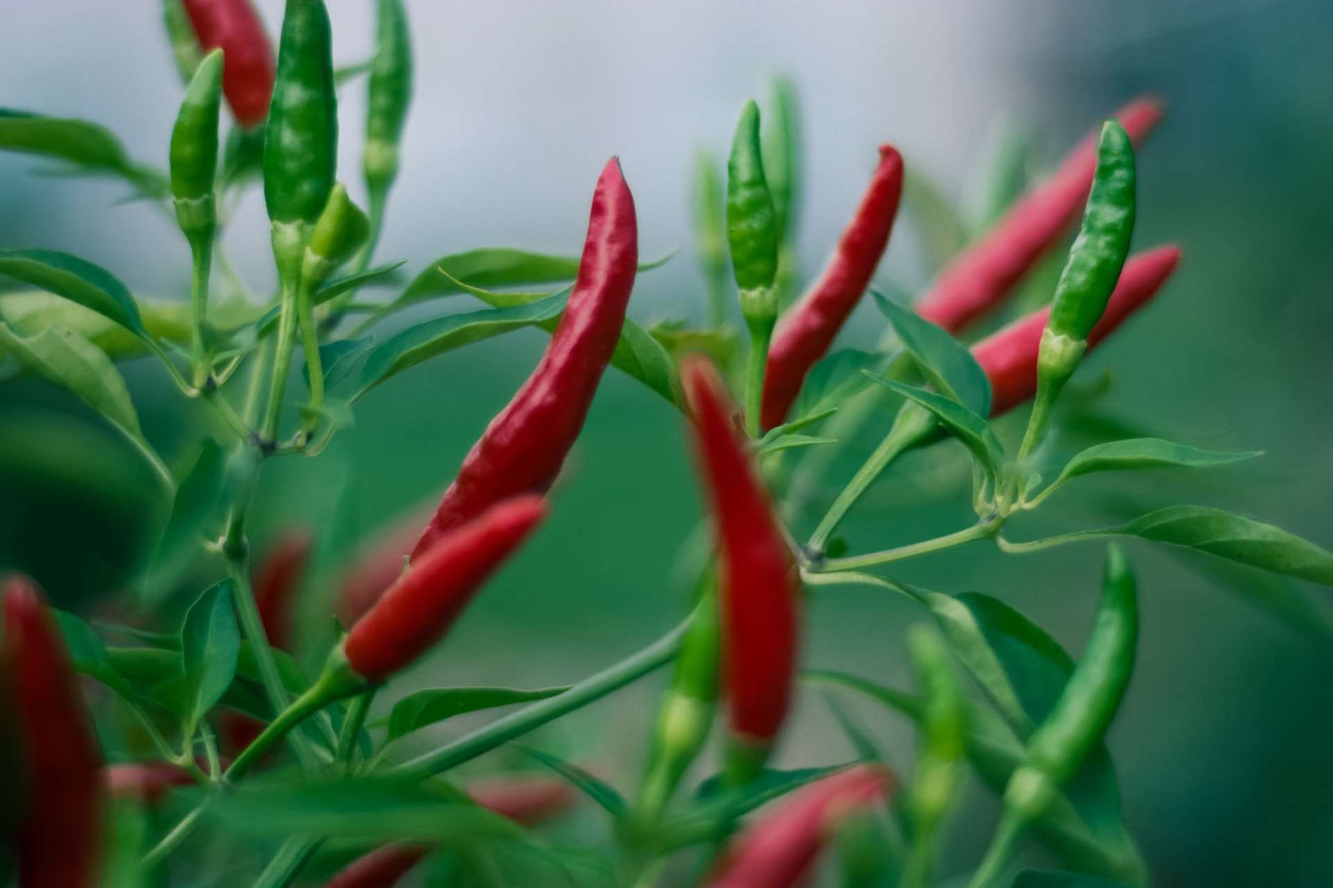 Hot Pepper - Whitwam Organics