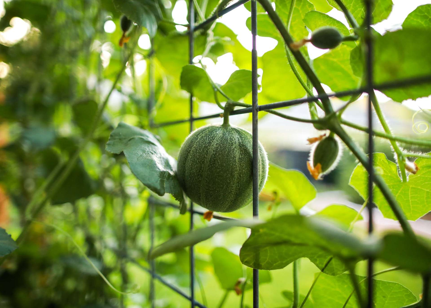 Melon - Whitwam Organics