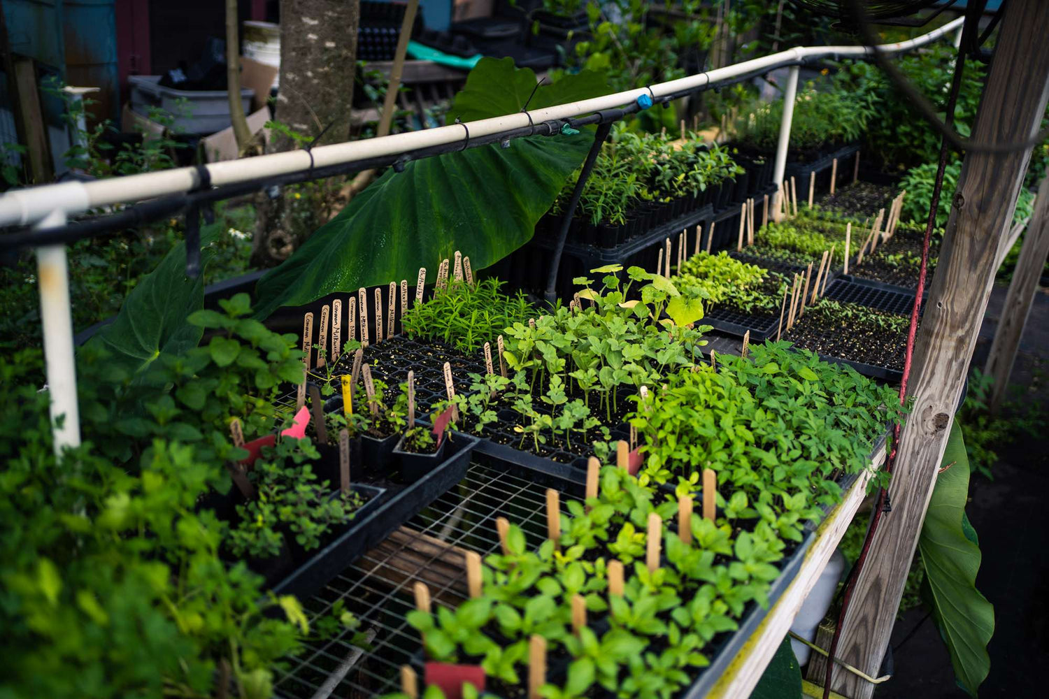 Newest Products - Whitwam Organics