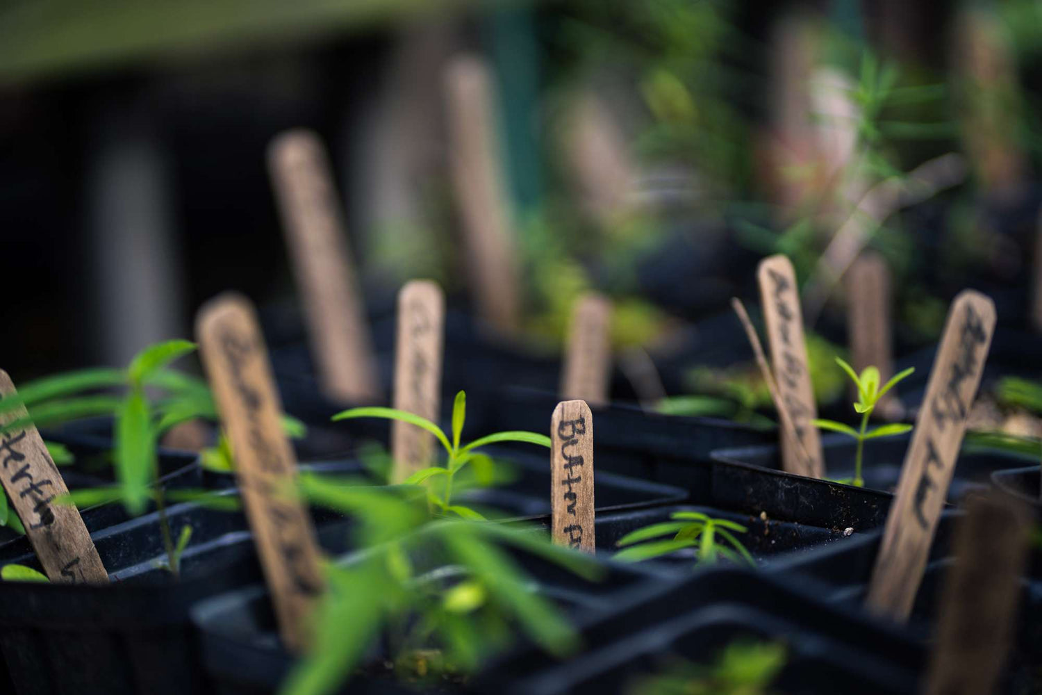 Organic Live Plants and Available Seedlings - Whitwam Organics