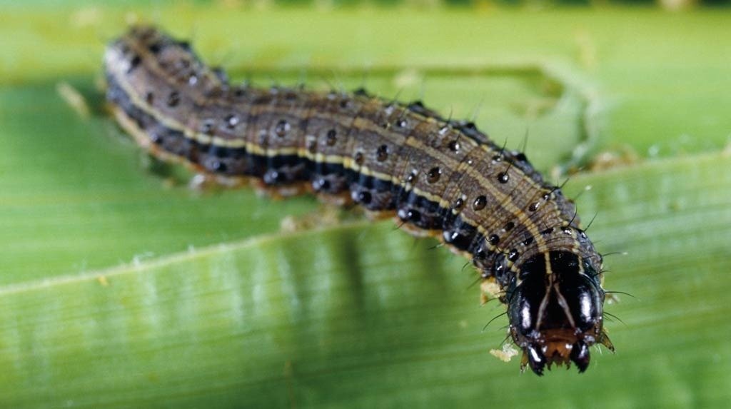 Pest Control - Whitwam Organics