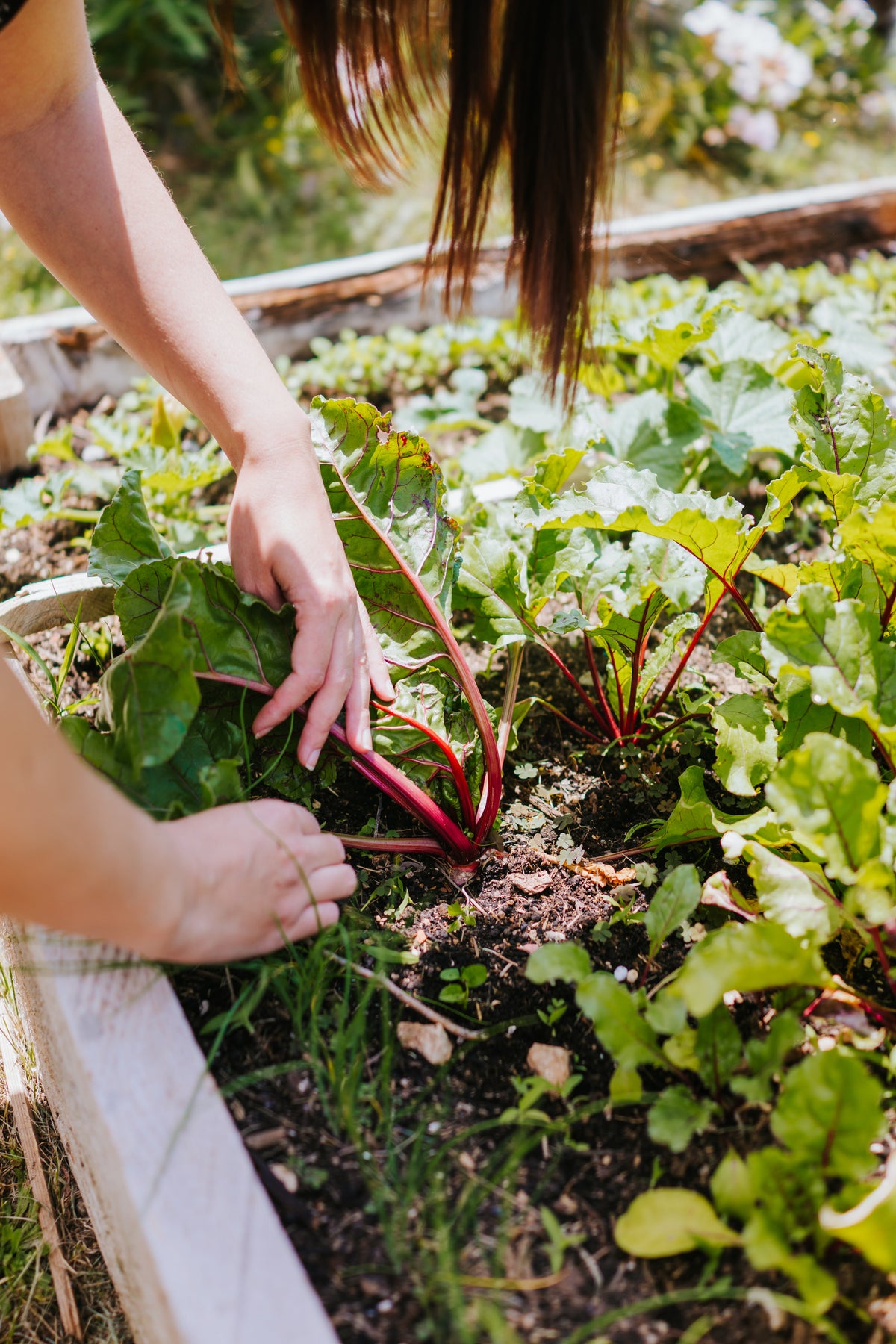 Heat-Tolerant Winter Greens for Fall - Whitwam Organics