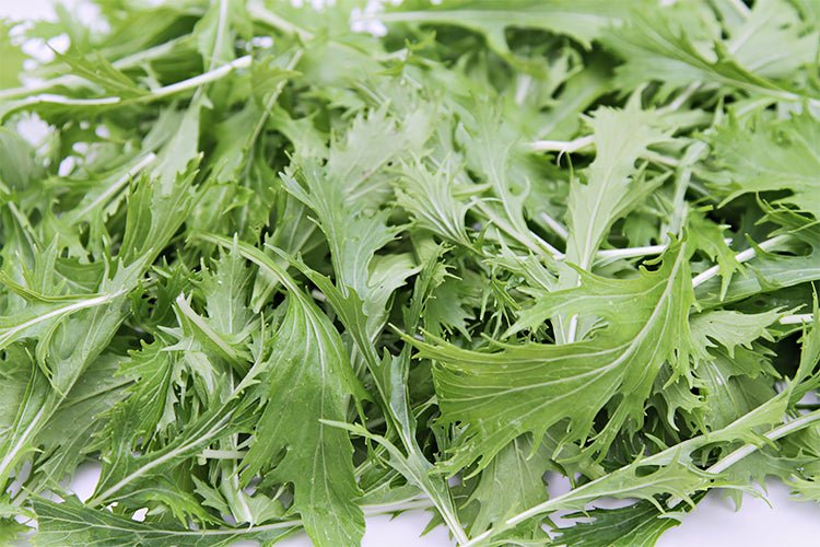 Salad Greens - Whitwam Organics