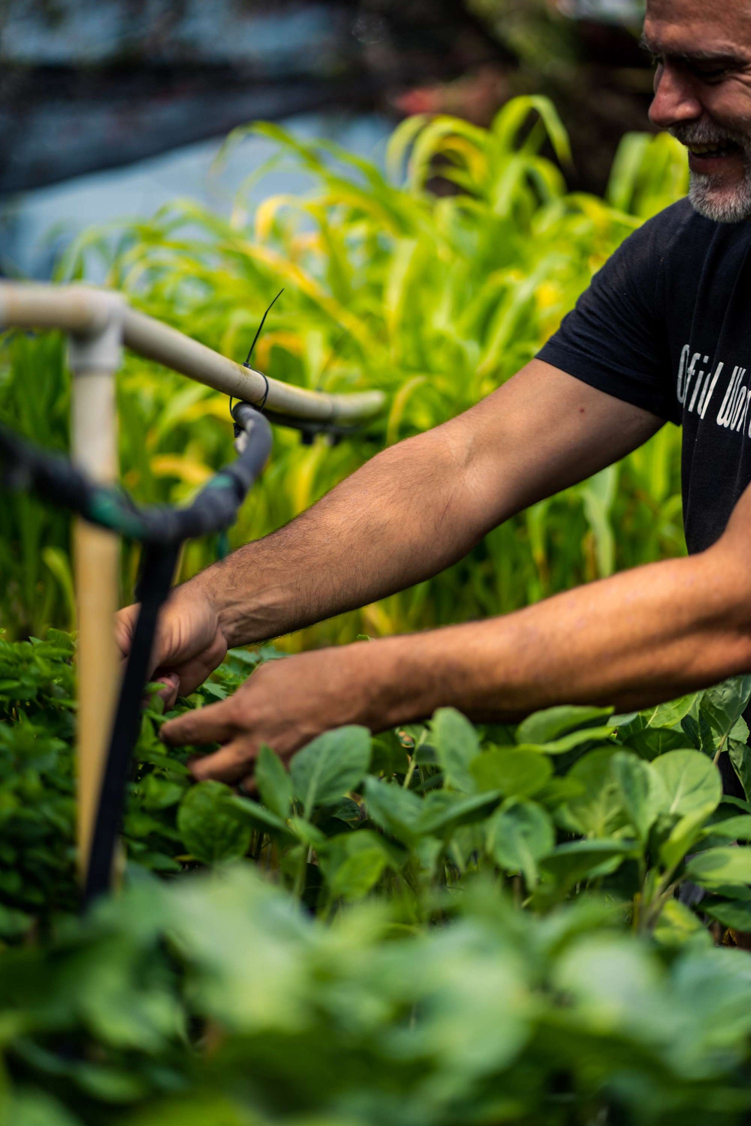 Seedlings: Fruits & Veggies - Whitwam Organics