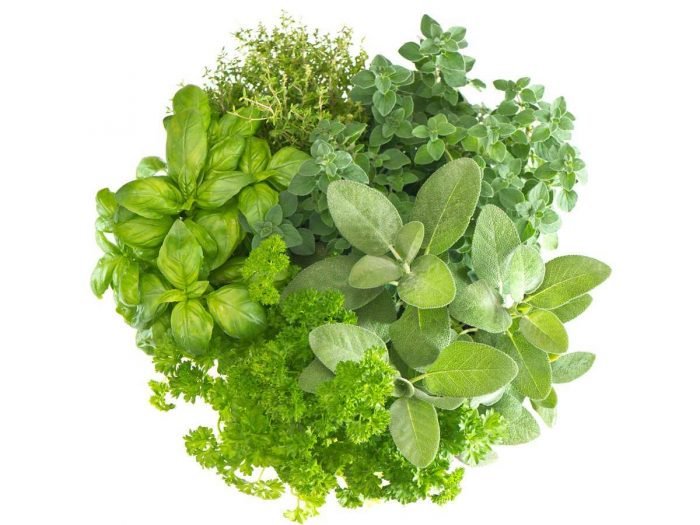 Seedlings: Herbs - Whitwam Organics