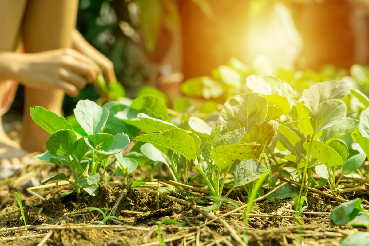 Staff Picks for Fall Vegetable Gardening - Whitwam Organics