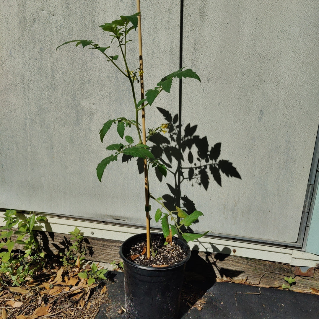 Tomato- Sun Gold Cherry, Hybrid