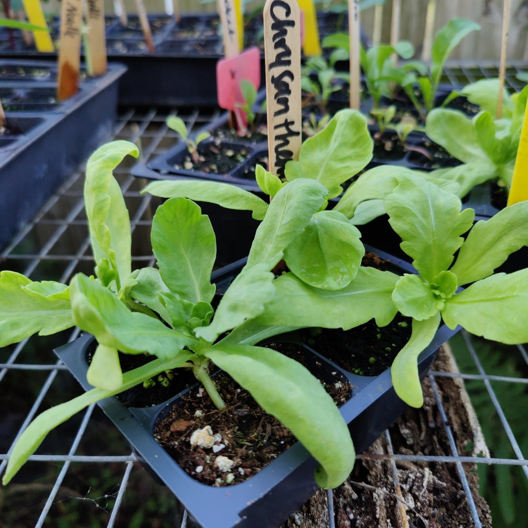 Salad Greens-Green Chrysanthemum Garland Round Leaved