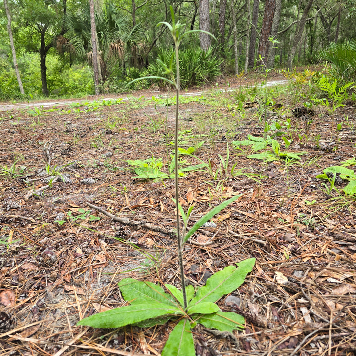 Elephant's Foot (Elephantopus elatus) (Florida Native)