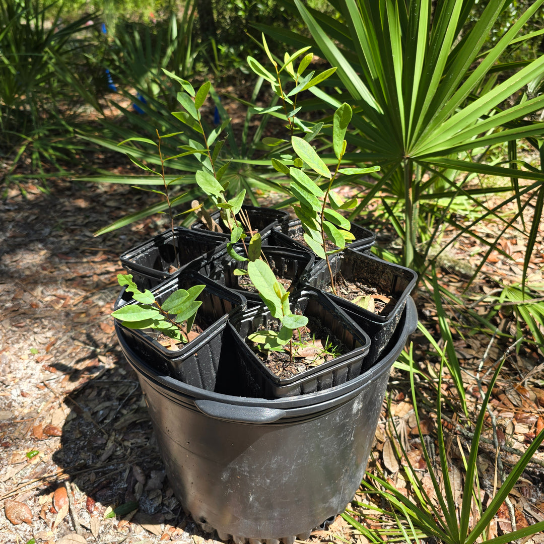 Pawpaw- Netted (Asimina reticulata)(Florida Native)