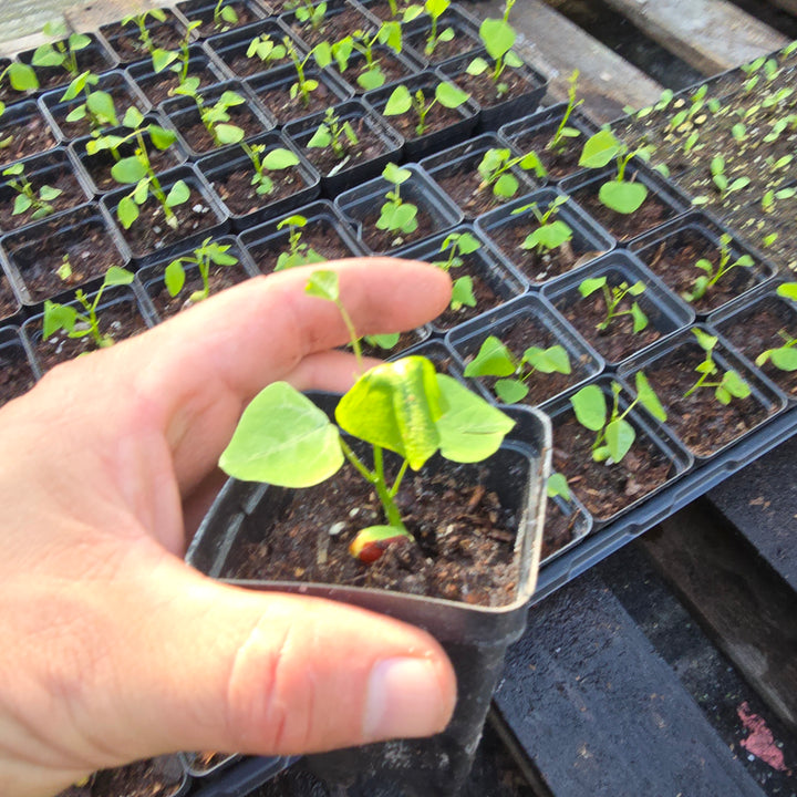 Coralbean (Erythrina herbaria)(Florida Native)