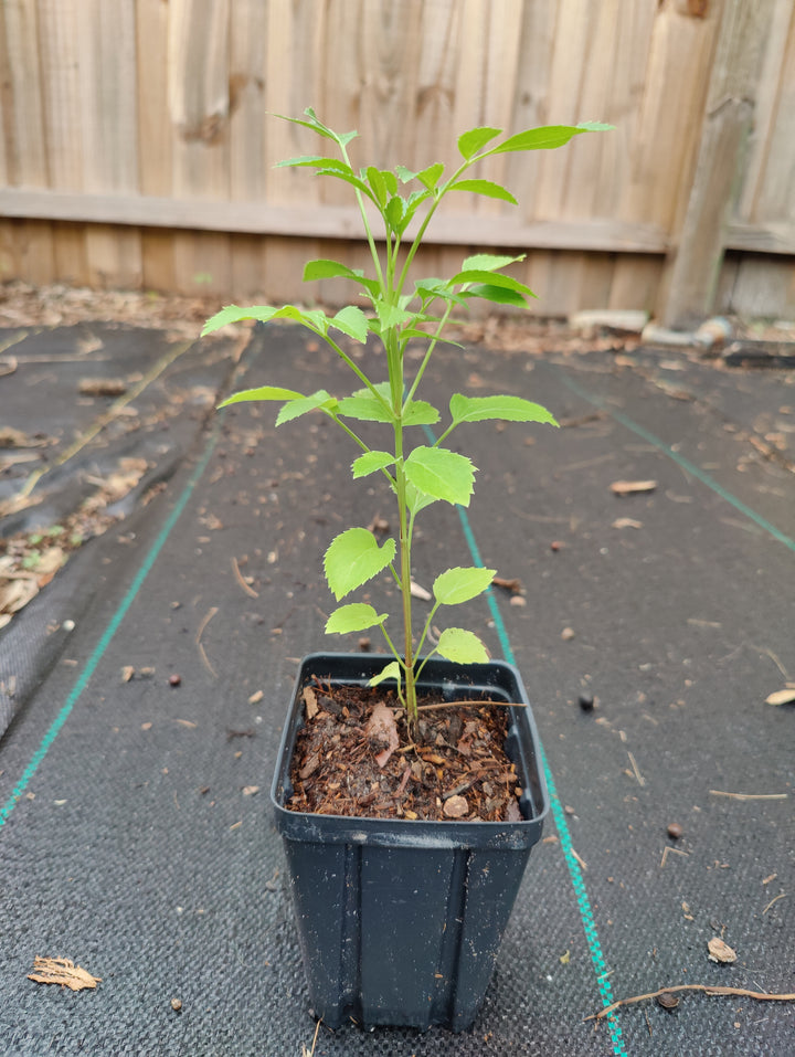 Elderberry (Sambucus nigra subsp. canadensis)(Florida Native)
