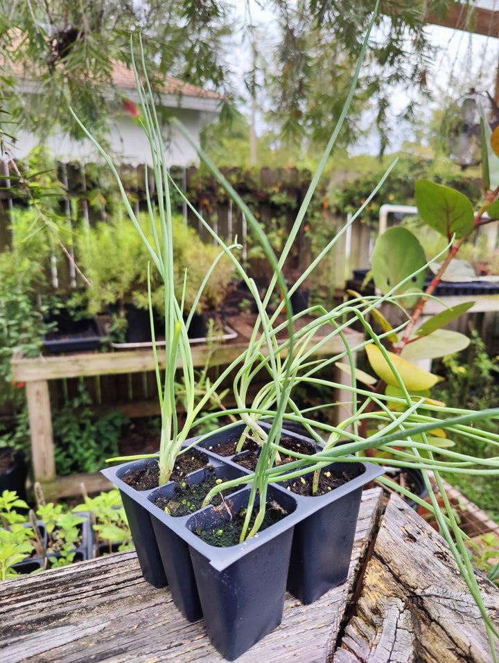 Onion- Florida Finley Onion (Florida Heirloom)