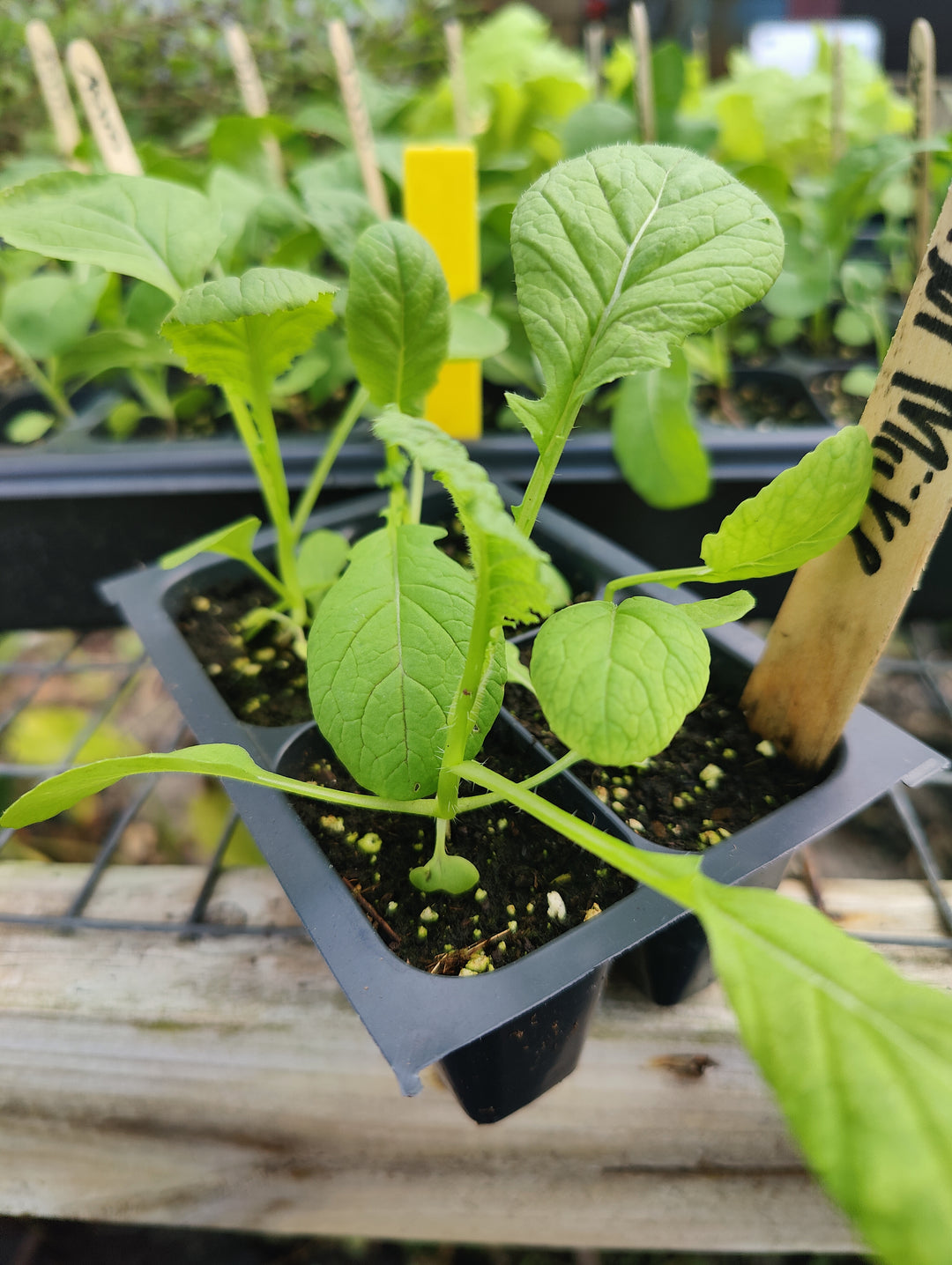 Mustard-Green Amsoi Miike Giant Broad Leaf