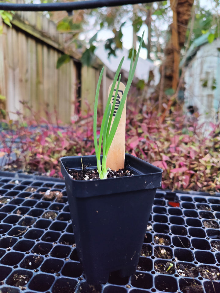 Onion- Florida Finley Onion (Florida Heirloom)