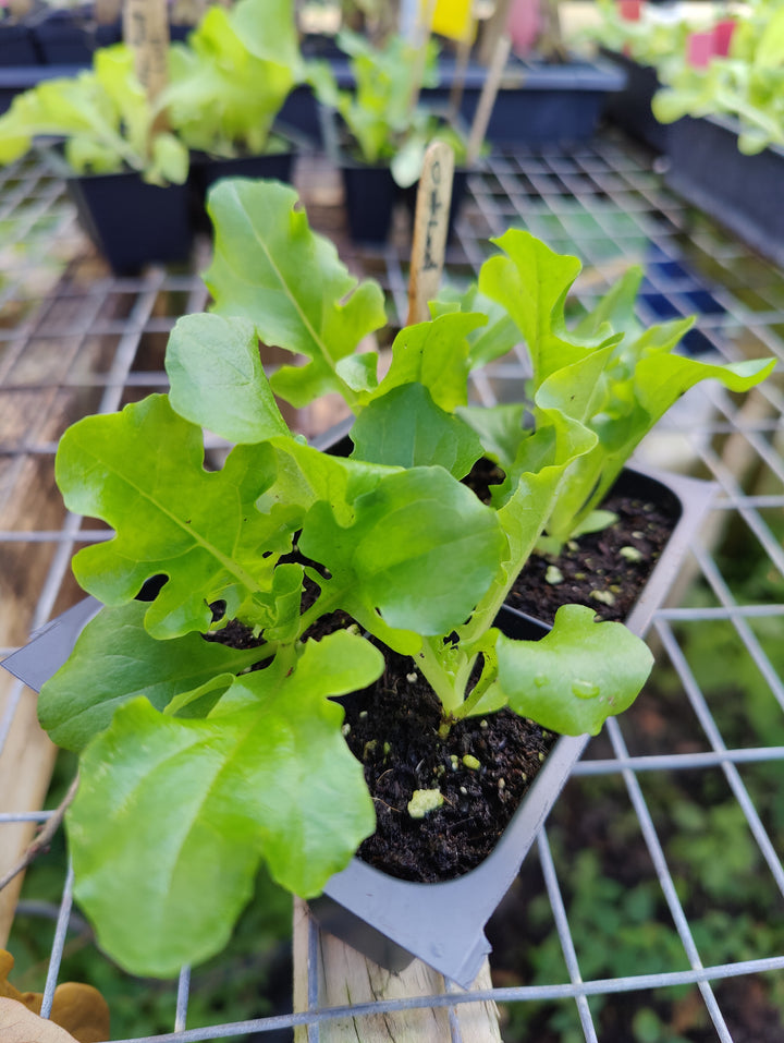 Lettuce- Green Oakleaf Semi-Head (Heirloom)