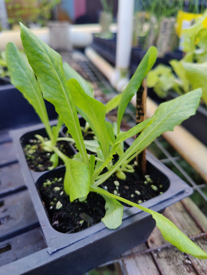 Lettuce- Green Amish Deer Tongue Leaf (Heirloom)